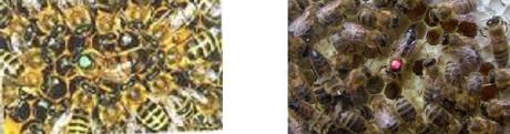 bienenmarkierung mit farbklecks